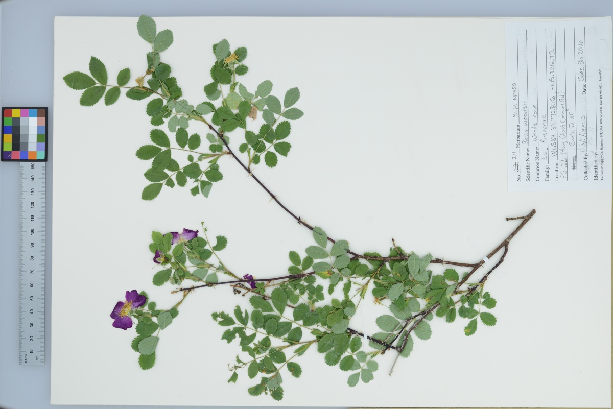 Herbarium Bureau of Land Management